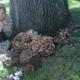 Mushroom foraging in Swan’s Point Cemetery in Providence, Rhode Island